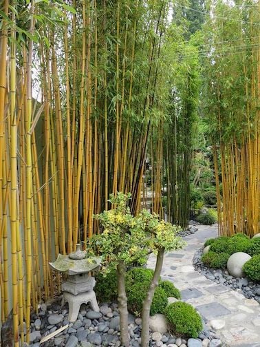Déco bambou
