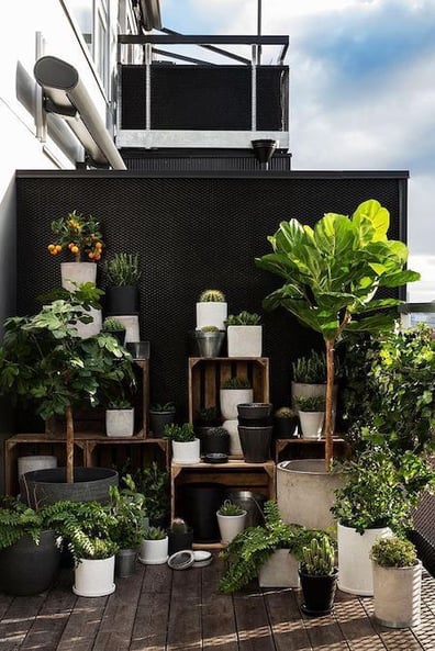 plantes pour aménagement terrasse appartement