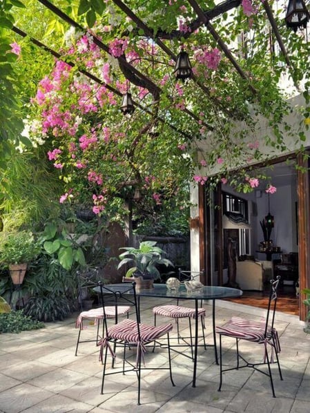 pergola_ve__ge__talise__e___15_plantes_grimpantes_pour_la_sublimer_720